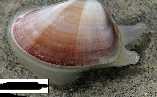 <p>Which class of phlyum mollusca is this in?</p>