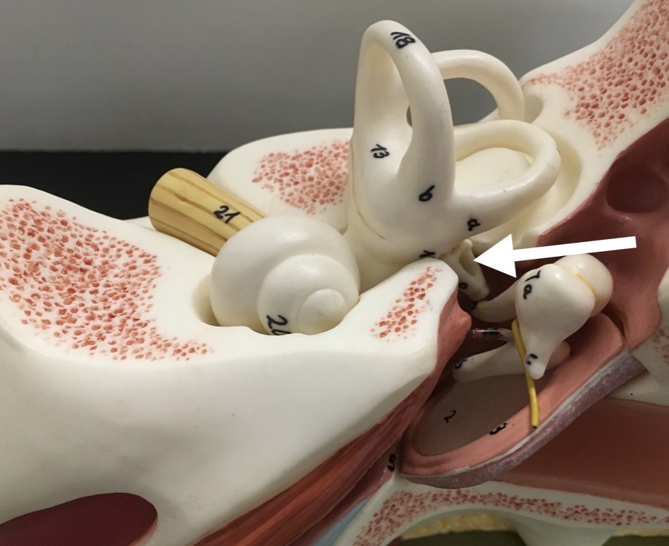 <p><span>name the specific structure at the end of the arrow's point</span></p>