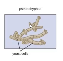 <ul><li><p>reproduce via budding</p></li></ul><p></p>