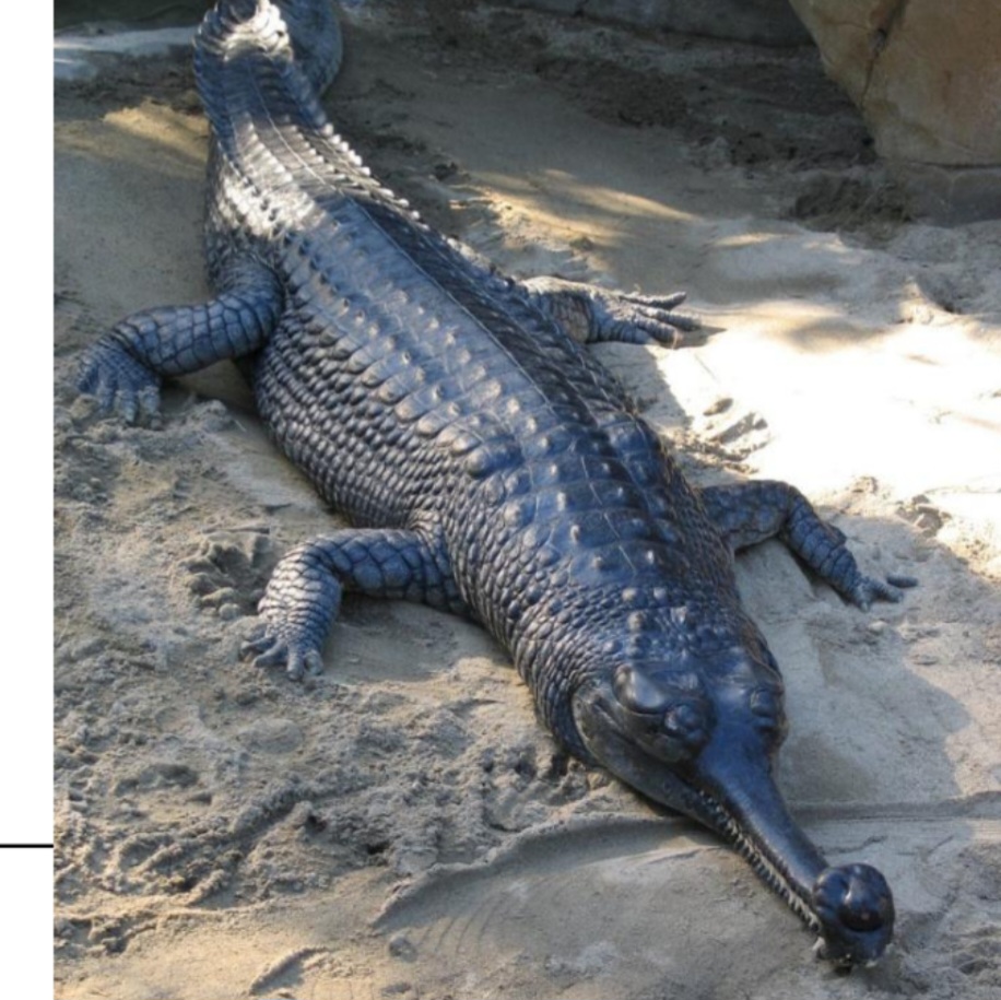 <p>name this animal</p>