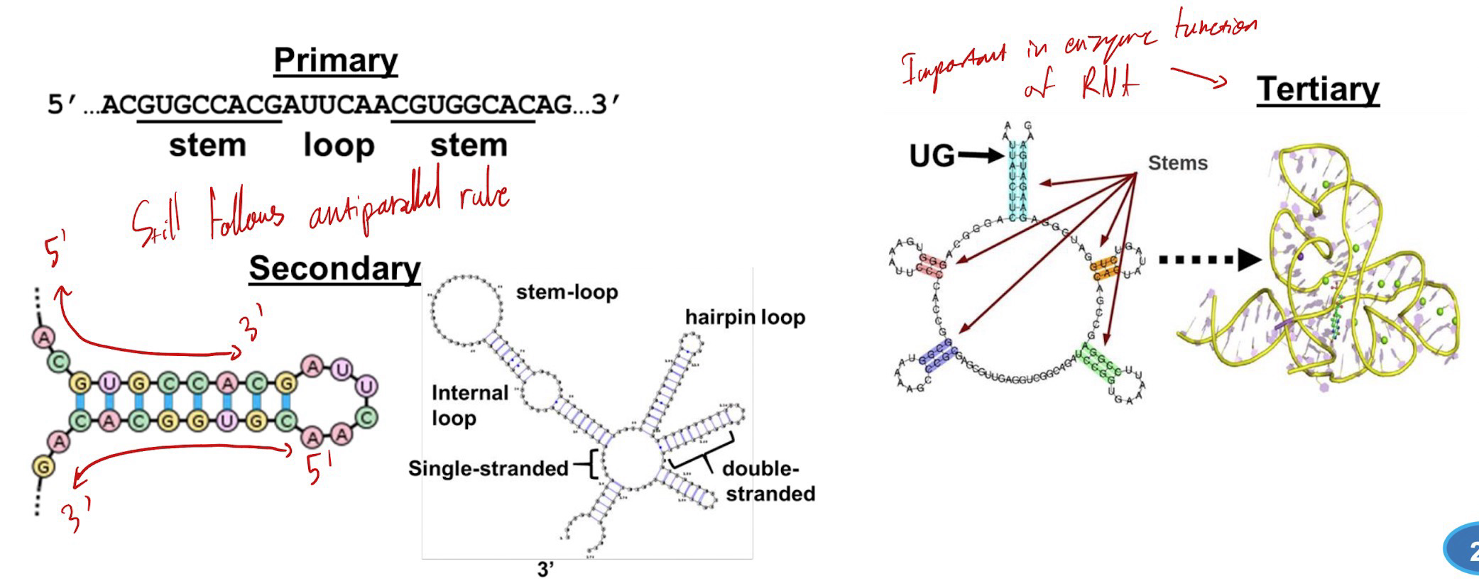 <p><strong>Secondary</strong> and <strong>tertiary structures</strong>; Similar to how protein is organized</p><p>Occurs as a result of internal base pairing</p><p>Primary structure is the linear form</p>