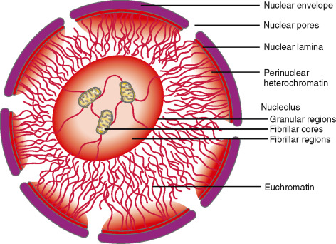 <p>regulate entry and exit of materials from the cell</p>
