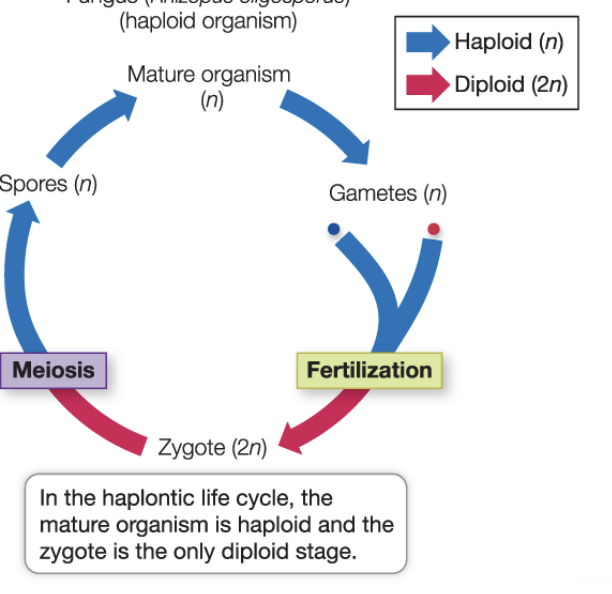 <ul><li><p>Adult is haploid </p></li><li><p>Spend significant time undergoing mitosis to replicate </p></li><li><p>Only infrequently form gametes</p></li><li><p>Fertilization of gametes forms zygotes </p></li><li><p>Zygotes can survive harsh conditions</p></li></ul><p></p>