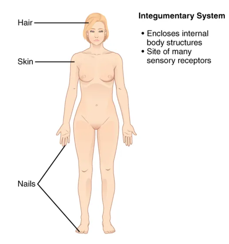 <p>external support/protection + temperature regulation (skin, hair, nails)</p>