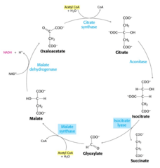 <p>A modification of the TCA cycle that allows plants, bacteria, protists and fungi to use acetate as their sole carbon and energy source. It allows the cell to run TCA for energy and for biosynthesis even when no pyruvate is around.</p>