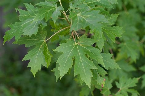 <p>Acer saccharinum </p>