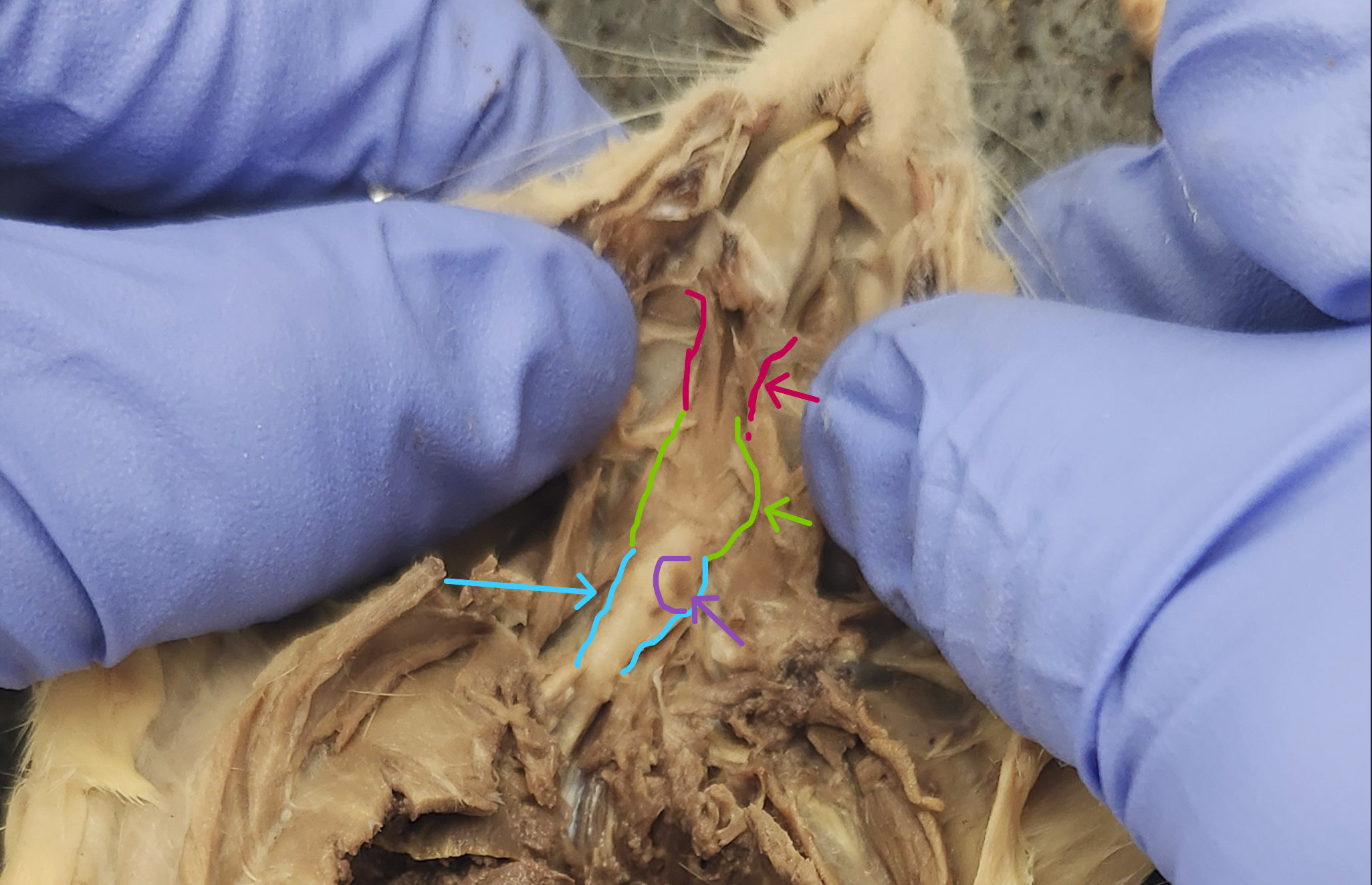 <p>Identify the structures</p>