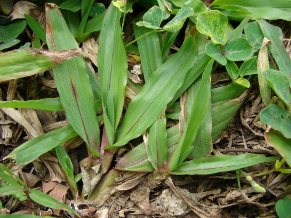 <p>Warm (Invasive) - Creeping, mat-forming perennial with broad, blunt leaves. Occupies moist, acidic, low-fertility lawns and pastures, particularly in warmer regions.</p>