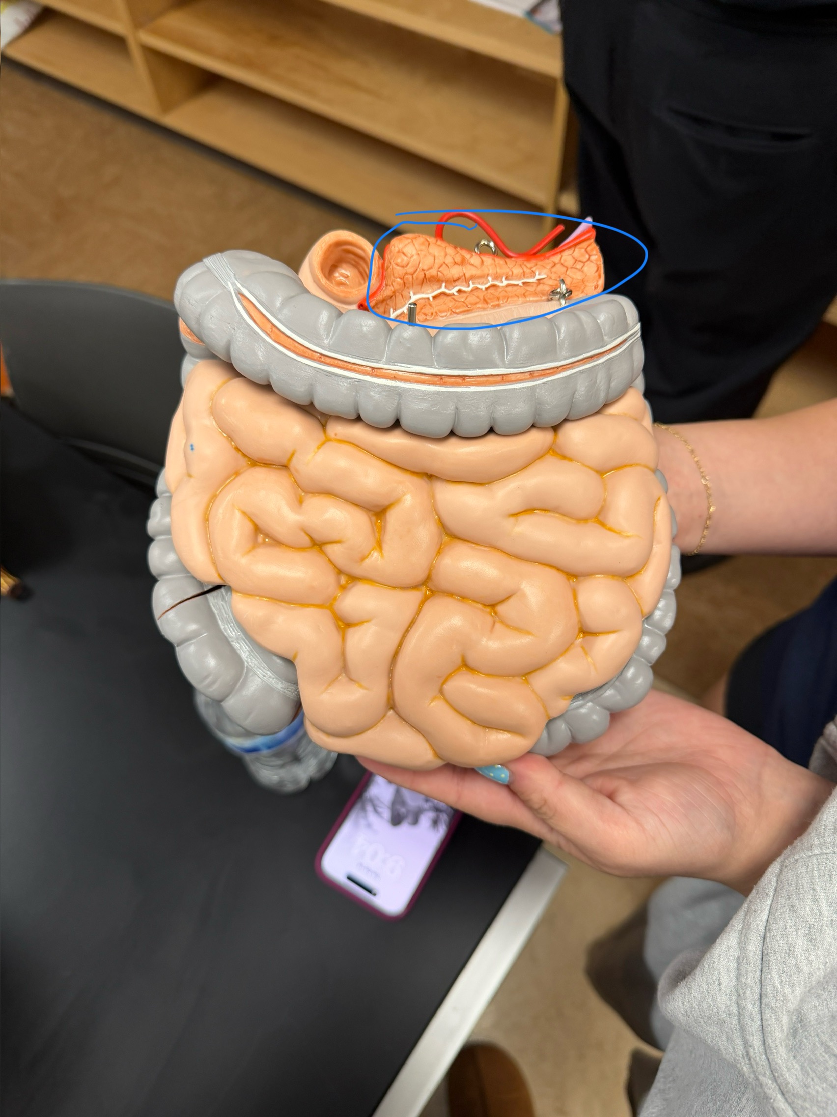 <p>name this organ</p>