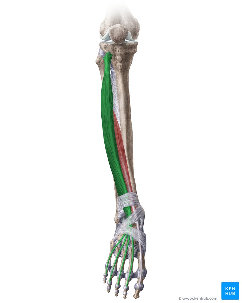 <p><span>Condylus lateralis tibiae, caput fibulae, margo anterior fibulae en membrana interossea cruris alsook de fascia cruris (peroneus tertius neemt het meest laterale/caudale deel in</span></p>