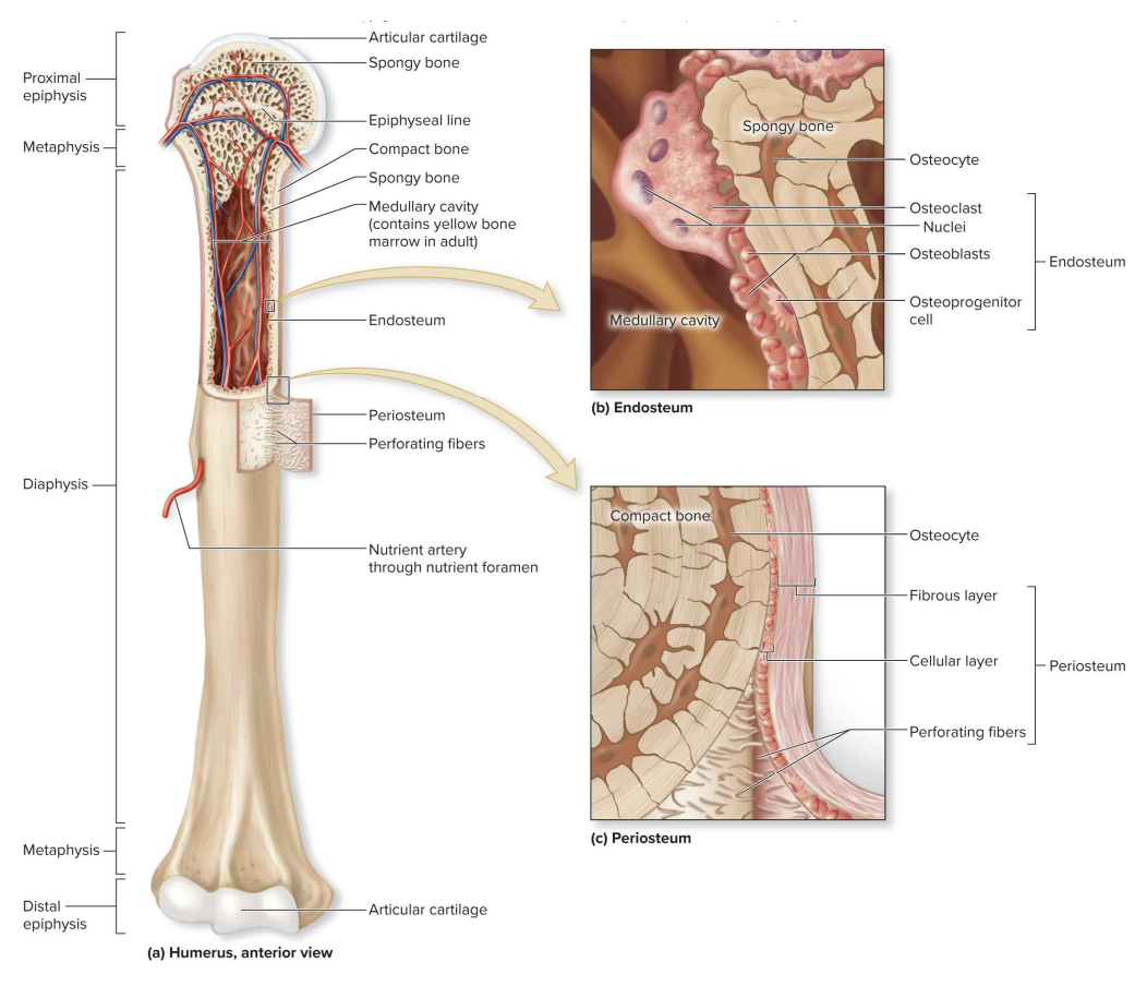 <p>Diaphysis, Medullary Cavity, Epiphysis, Metaphysis, Epiphyseal Plate, Periosteum, Endosteum</p>