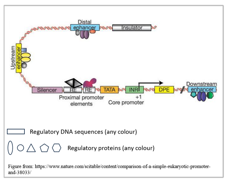<p>proximal promoter elements within 200 base pairs of composite core promoter → what binds here?</p>