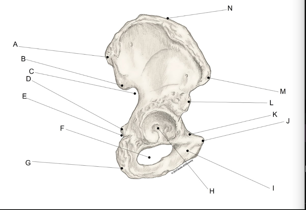 <p><span>Match the LETTER (A-N) with the anatomical structure it is labelling. &nbsp;There is NO partial credit.</span></p>