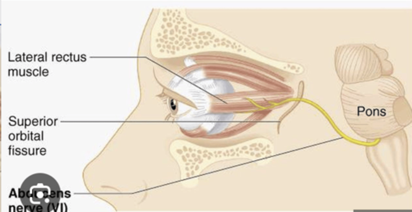 <p>What is the course of the abducent nerve (CN VI) and what muscle does it innervate?</p>