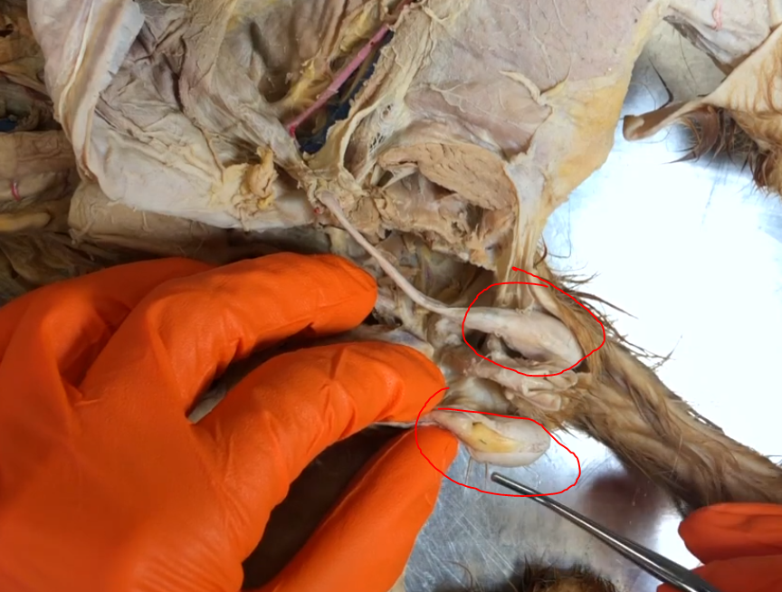 <p>What structures are theses?</p>