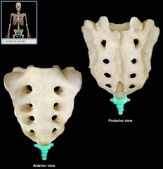 <p>3-5 vertebrae fused together to form the tailbone</p>