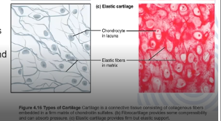 <p>Contains elastic fibres as well as collagen, gives rigid support and elasticity </p><p>Found in the external ear and in the epiglottis </p>