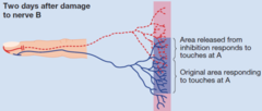 <p>The nervous system changes the way its remaining structures and connections function.</p>