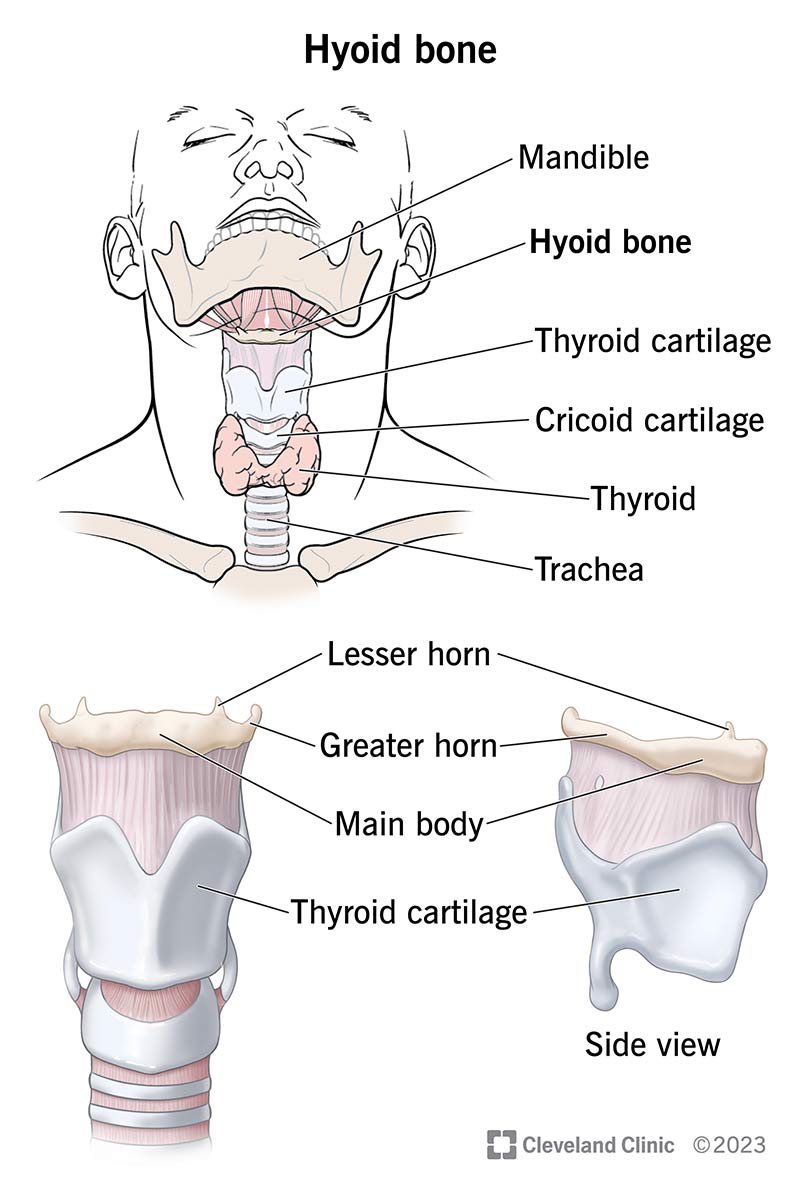 <p>Hyoid bone (significance &amp; what is it held by? (2))</p>