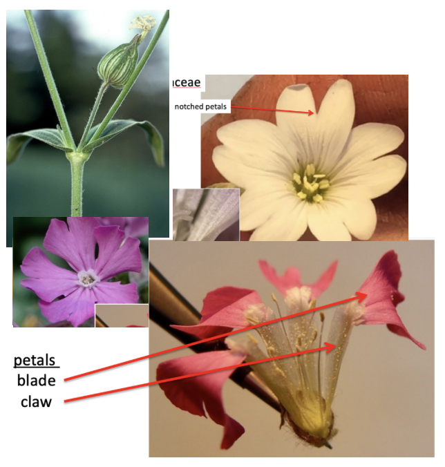 <p>Caryophyllaceae</p>