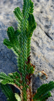 <p>Geef de familie.</p>