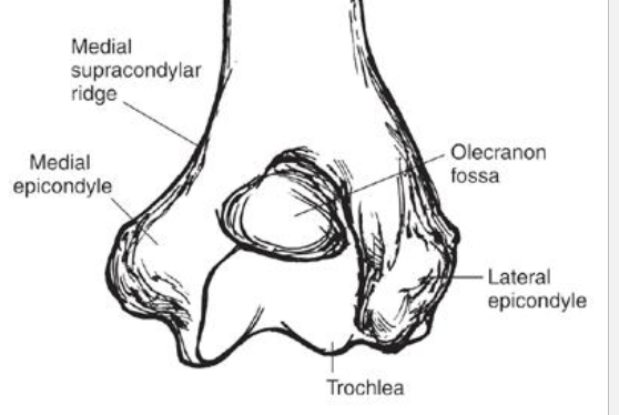 <p>medial epicondyle of the distal humerus serves as </p>