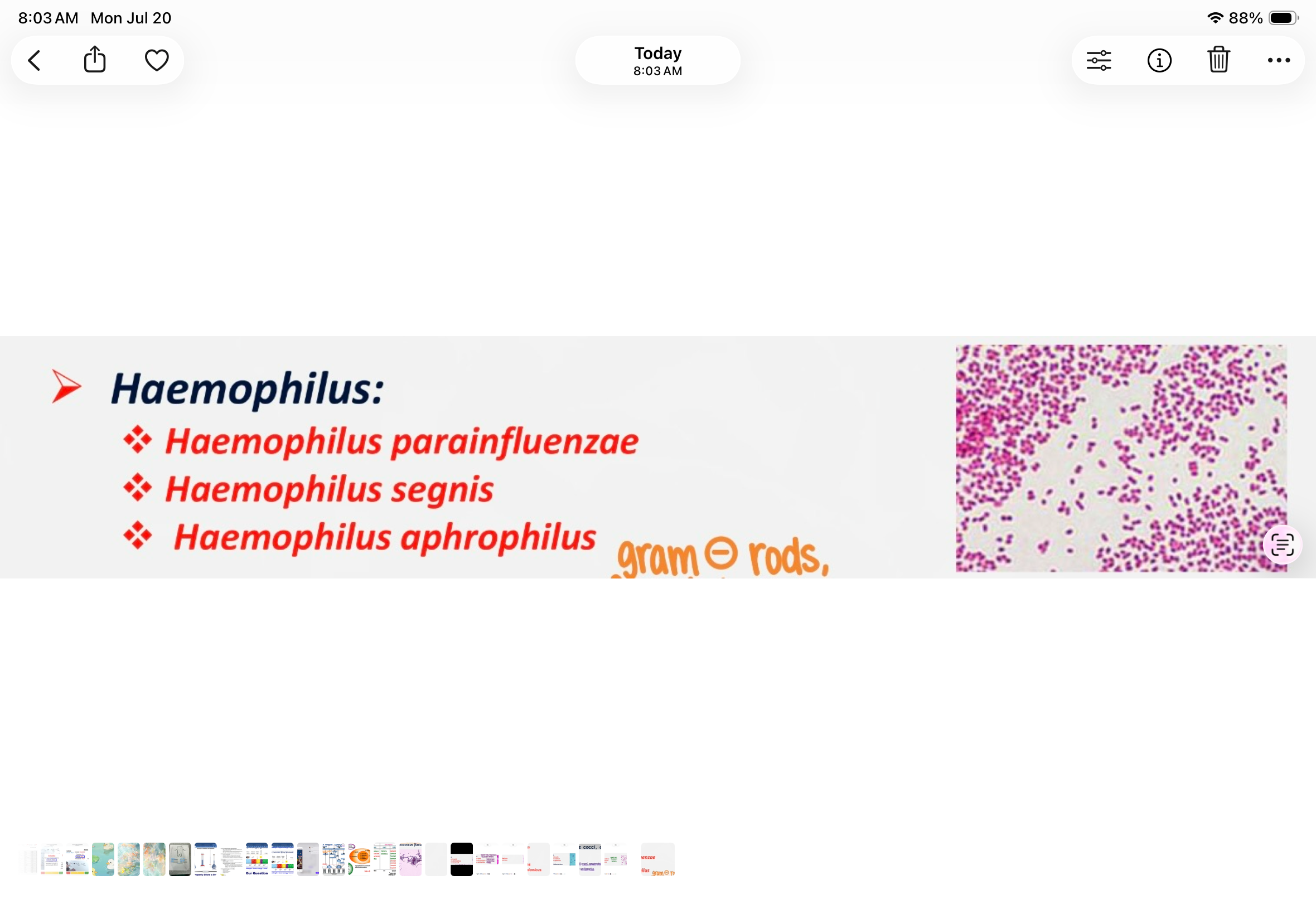 <p>gram negative, rods, facultative or capnophilic</p>