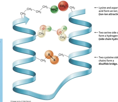 <p>shape of protein that results from all interactions involving side chains</p>