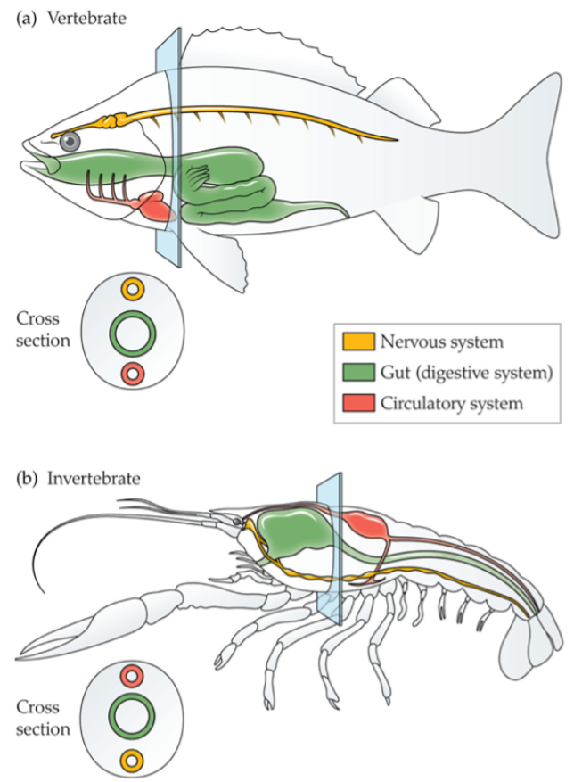 <p><span>This image provides evidence for which of the following?</span></p>