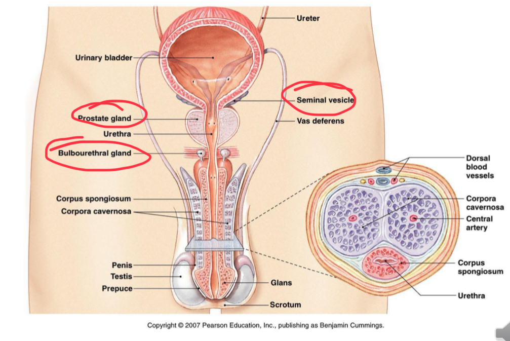 <p>Spermatozoa (1%) + secretions of accessory glands</p><ul><li><p>Accessory glands - exocrine glands (do not produce hormones)</p><ul><li><p>Seminal vesicle - 2</p></li><li><p>Prostate gland - 1</p></li><li><p>Bulbourethral gland - 2</p></li></ul></li><li><p>Water</p></li><li><p>Lubricant: Mucous</p></li><li><p>Buffers: Neutralize acid - secreted by the bulbourethral gland</p><ul><li><p>This is because the urthera is connected b</p></li></ul></li><li><p>Nutrients: - energy for sperm movement</p><ul><li><p>Fructose</p></li><li><p>Citric acid</p></li><li><p>Vitamin C</p></li><li><p>Carnitine</p></li></ul></li><li><p>Enzymes</p></li><li><p>Zinc</p></li><li><p>Prostaglandins: Smooth muscle contraction - move the semen outwards</p></li></ul><p></p>