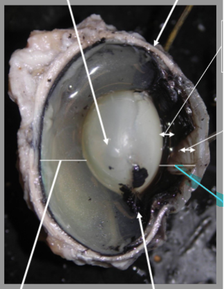 <p>What is the arrow pointing at?</p>