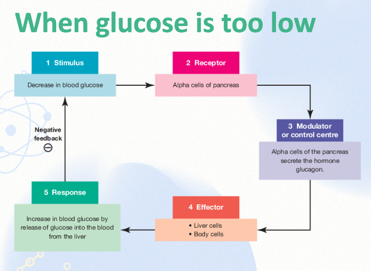 <p>Control centre if glucose levels are too low </p>