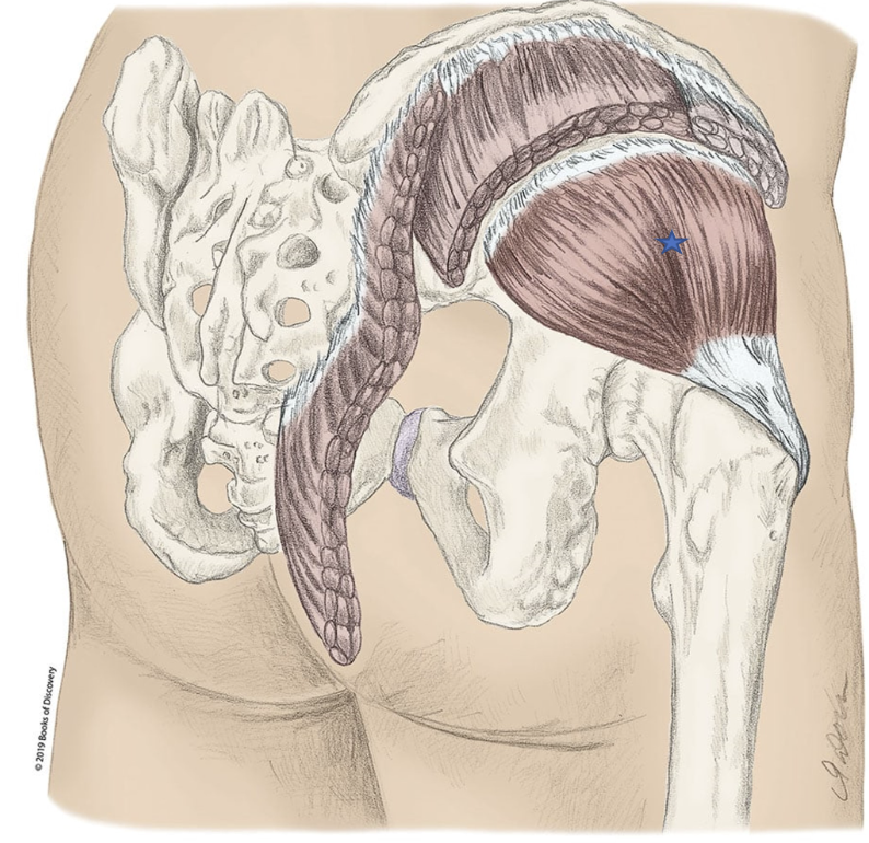 <p><span>Which of the following are the synergists of the motion depicted below? The dot indicates the joint of interest. Select all that apply.</span></p>