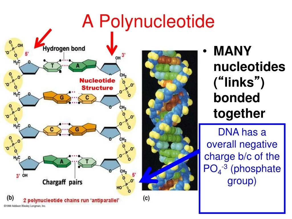 <p>One molecule of DNA contains _____ polynucleotides</p>