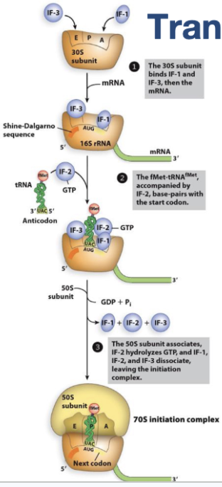 <p>Translation Initiation in Bacteria</p>