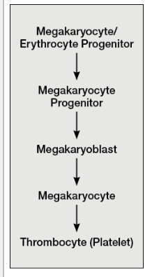 <p>What is <strong>Thrombopoiesis</strong>?</p>