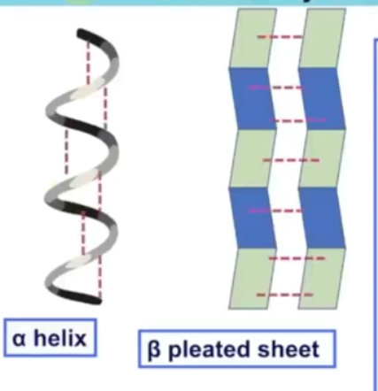 <p>Sequence of amino acids cause parts of protein molecule to behind into alpha helix or beta pleated sheets </p><p>These are held by hydrogen bonds (that form between the C=O of carboxyl and H of amine group)</p>