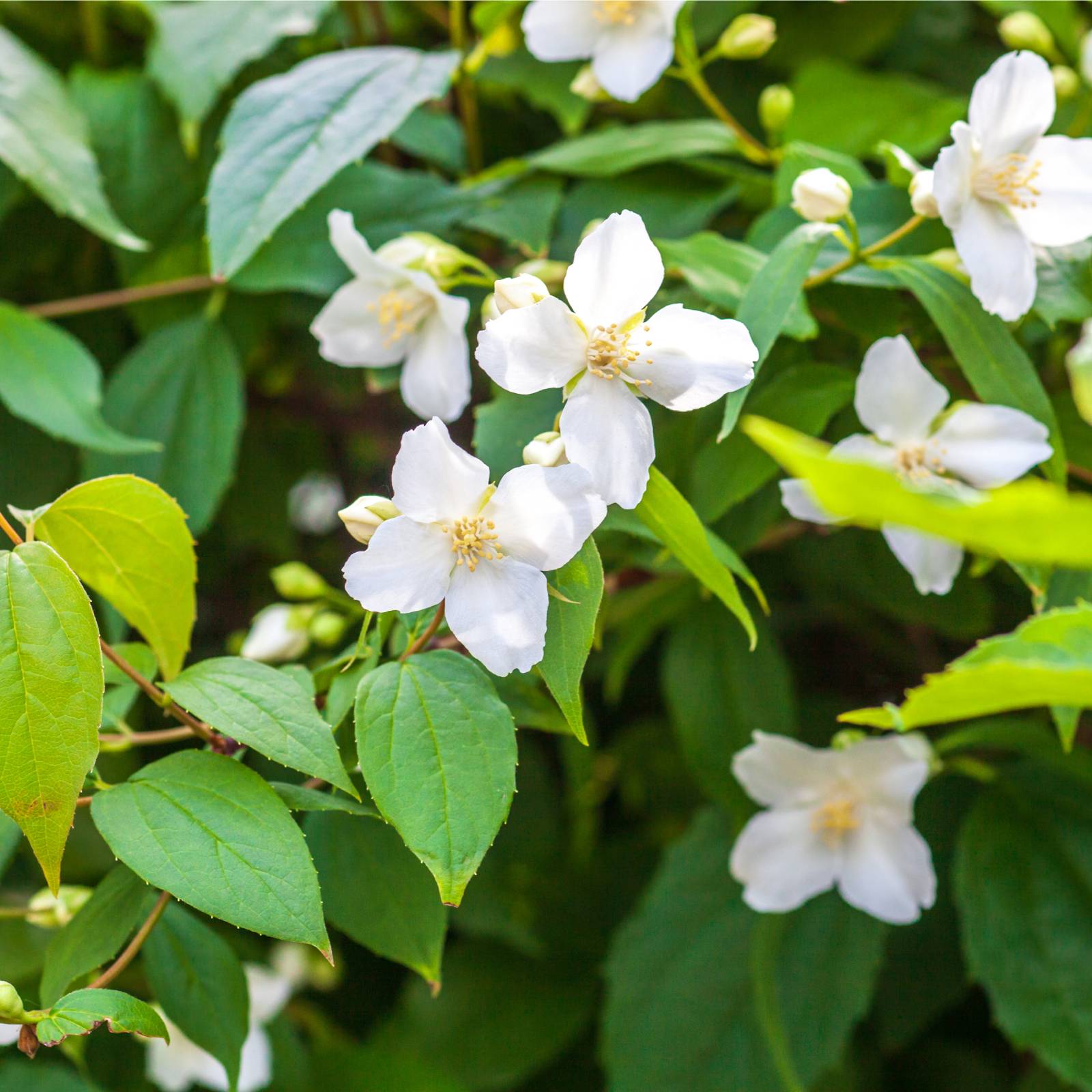 <p>Mock Orange</p>