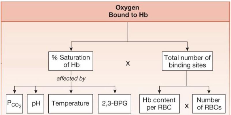 <ul><li><p>traits of the internal environment impact the affinity of Hb to bind to O2 and help to intrinsically meet the body’s changing O2 demand</p><ul><li><p>increasing affinity means higher %HbO2 at a given P<sub>O2</sub></p></li><li><p>decreasing affinity means lower % HbO2 at a given P<sub>O2</sub></p></li></ul></li></ul><p></p>