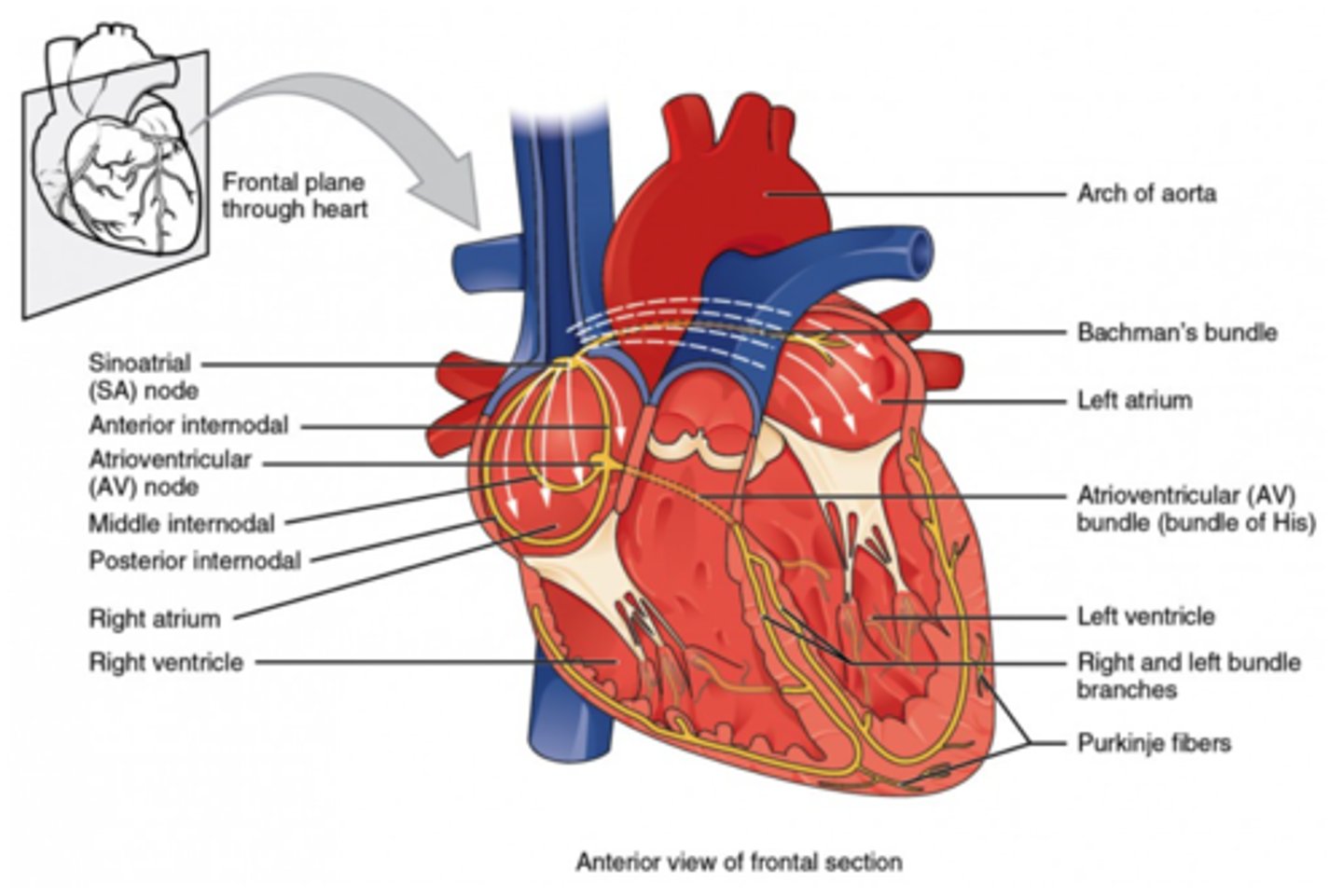 <p>upper wall of the right atrium</p>