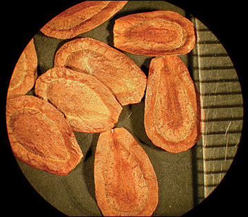 <p>Identify the seed</p>