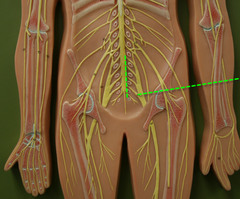 <p>Arises from L4-S4</p><p>- Serves the buttock, lower limb, pelvic structures, and perineum</p>
