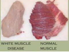 <p>Who is white muscle disease seen in commonly, a nutrient myodegeneration?</p>