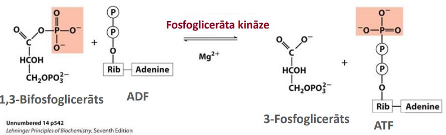 <p>Nosaukums: ATF veidošana</p><p>Substrāts: 1,3-Bifosfoglicerāts un ADF</p><p>Produkts: 3-Fosfoglicerāts un ATF</p><p>Enzīms: Fosfoglicerāta kināze</p><p>Citas īpatnības: Substrāta-līmeņa fosforilācija, kā rezultātā veidojas ATF. 1,3-bifosfoglicerāts ir savienojums ar augstu enerģiju - var «ziedot» fosfāta grupu ADF, lai veidotu ATF. Termodinamiski ļoti izdevīga/atgriezeniska eksergoniska reakcija - Ir atgriezeniska, jo cieši saistīta ar GA3FDH katalizēto reakciju (6. solis). Izmanto Mg<sup>2+</sup></p>