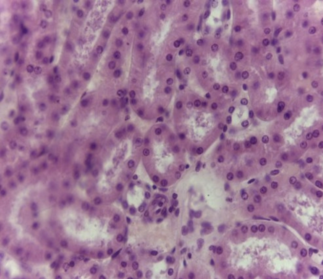 <p>Simple Cuboidal Epithelium</p>