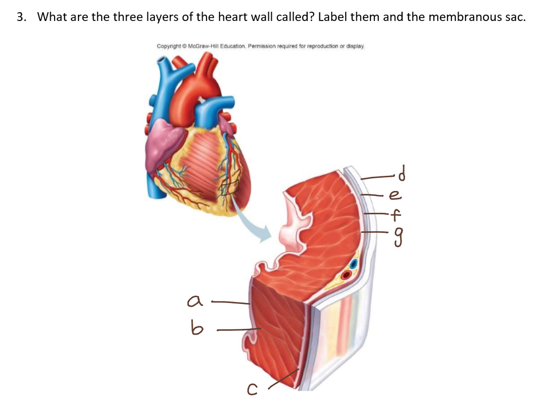 <p>Label the 3 layers of the heart wall and the membranous sac (pericardium)</p>