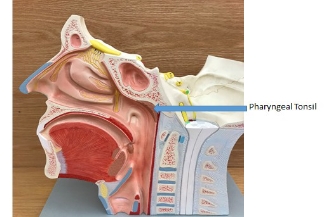<p>pharyngeal tonsil</p>
