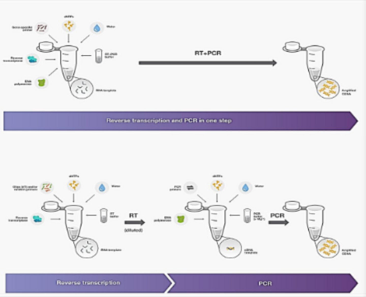 <p>mRNA converted into complementary DNA using reverse transcriptase enzyme. we then do PCR with cDNA. can be done in one tube (everything done at once) or two tubes (RT added first, then PCR done in another tube)</p>