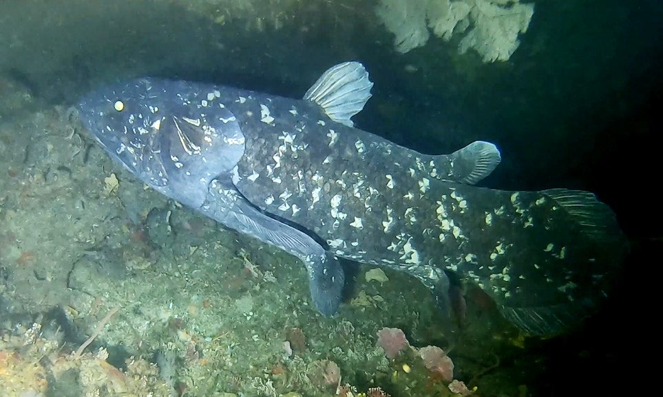 <p>What is the Subclass and Order of <span>Coelacanths?</span></p>