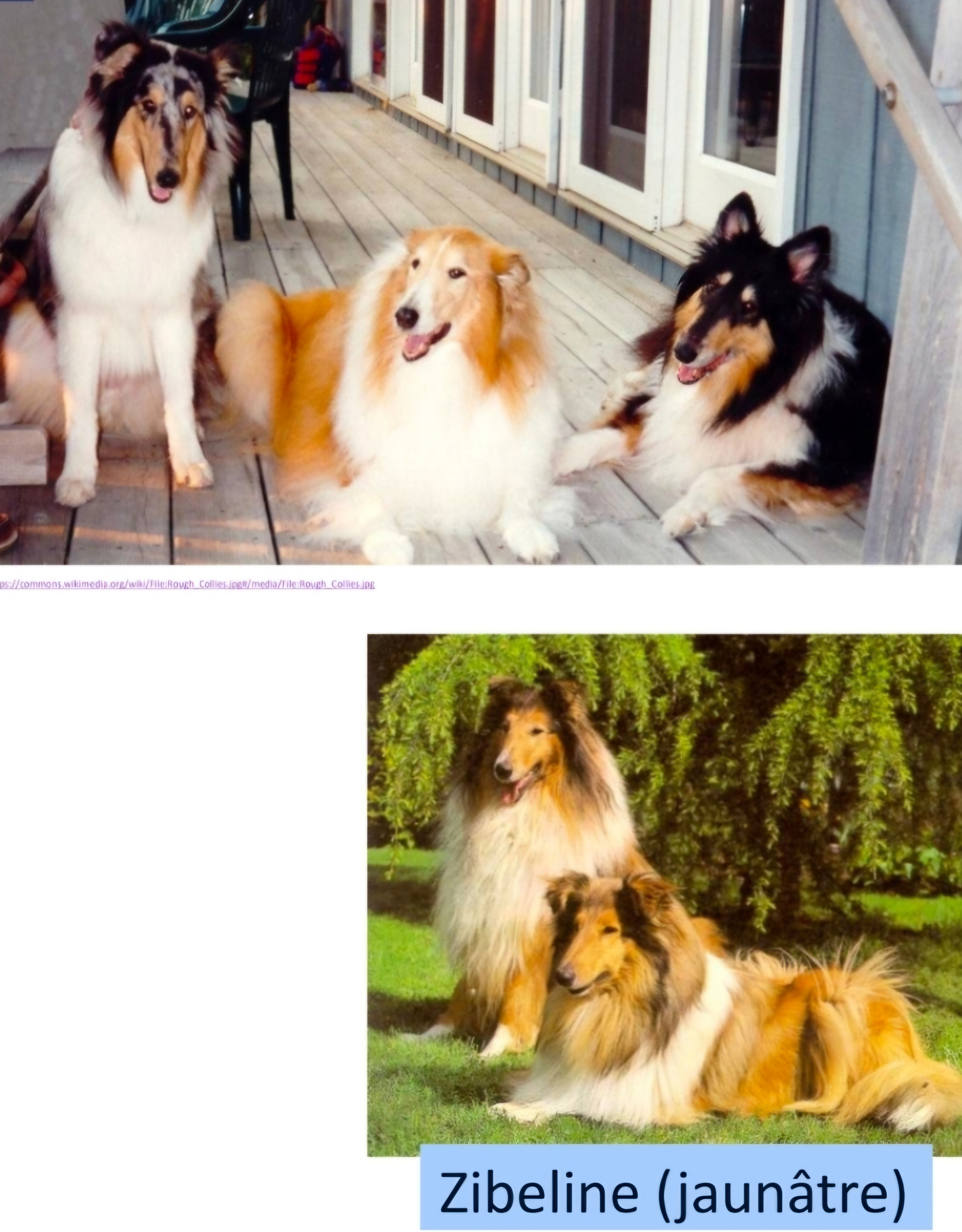 term image